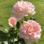 Chandos Beauty (Чандос Бьюті)